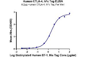 ELISA image for Cytotoxic T-Lymphocyte-Associated Protein 4 (CTLA4) (AA 36-161) protein (Fc Tag) (ABIN7274436)