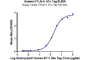 Immobilized Human CTLA-4, hFc Tag at 2 μg/mL (100 μL/well) on the plate. (CTLA4 Protein (AA 36-161) (Fc Tag))