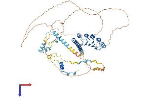 Leiomodin 1 Protein (LMOD1) (AA 1-600) (His tag)