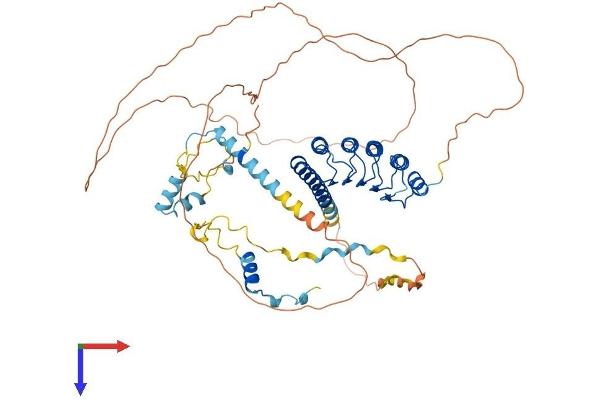 Leiomodin 1 Protein (LMOD1) (AA 1-600) (His tag)