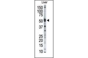 Western blot analysis of anti-P8 Pab (ABIN390153 and ABIN2840652) in mouse liver tissue lysate (35 μg/lane). (MMP8 Antikörper  (AA 286-315))