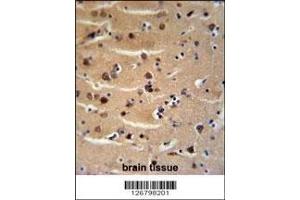 Immunohistochemistry (IHC) image for anti-Axin 2 (AXIN2) (AA 816-843) antibody (ABIN3030089)