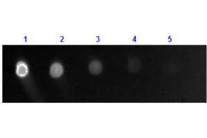 Dot Blot (DB) image for Goat anti-Dog IgG (Heavy & Light Chain) antibody (FITC) - Preadsorbed (ABIN101081)