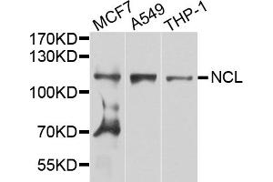 Western blot analysis of extracts of various cell lines, using NCL antibody (ABIN5975400) at 1/1000 dilution. (Nucleolin Antikörper)