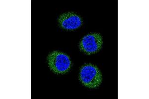 Immunofluorescence (IF) image for anti-Gardner-Rasheed Feline Sarcoma Viral (V-Fgr) Oncogene Homolog (FGR) (AA 3-33), (N-Term) antibody (ABIN392096)