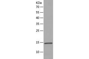 SNRPE Protein (AA 1-92) (His tag)