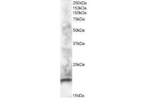ABIN184808 staining (1µg/ml) of human brain lysate (RIPA buffer, 30µg total protein per lane).
