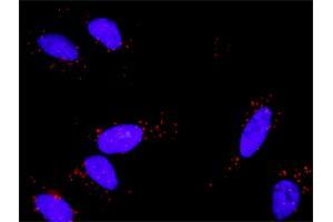 Proximity Ligation Analysis of protein-protein interactions between FGF1 and FGFR1. (FGF1 Antikörper  (AA 1-155))