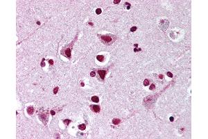 Anti-FMNL2 antibody IHC of human brain, cortex. (FMNL2 Antikörper  (AA 1-50))