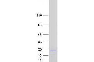 Validation with Western Blot (Mafg Protein (Transcript Variant 1) (Myc-DYKDDDDK Tag))