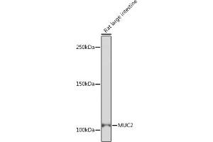 Western blot analysis of extracts of Rat large intestine, using MUC2 Rabbit mAb (ABIN7268689) at 1:1000 dilution. (MUC2 Antikörper)