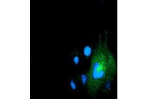 Anti-LMAN1 mouse monoclonal antibody (ABIN2454009) immunofluorescent staining of COS7 cells transiently transfected by pCMV6-ENTRY LMAN1 (RC207088). (LMAN1 Antikörper)