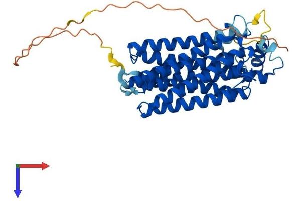 COX15 Protein (AA 1-410) (His tag)