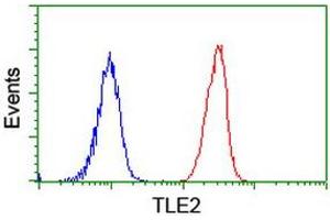 Image no. 2 for anti-Transducin-Like Enhancer Protein 2 (TLE2) antibody (ABIN1501408) (TLE2 Antikörper)