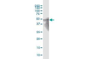 ZNF772 MaxPab polyclonal antibody. (ZNF772 Antikörper  (AA 1-489))