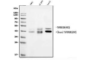 Western blot analysis of DR5/TNFRSF10B using anti-DR5/TNFRSF10B antibody (ABIN7602349).