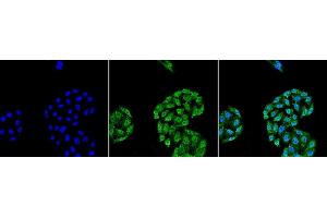 Immunocytochemistry/Immunofluorescence analysis using Mouse Anti-HSP70 Monoclonal Antibody, Clone 5A5 (ABIN361735 and ABIN361736). (HSP70 Antikörper)