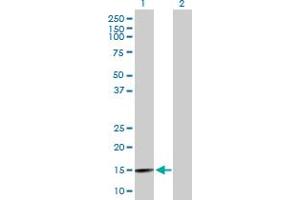 Western Blot analysis of BRWD1 expression in transfected 293T cell line by BRWD1 MaxPab polyclonal antibody.