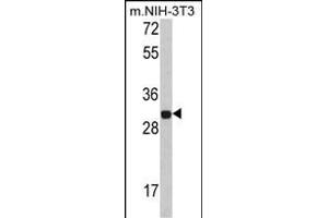 Western blot analysis of FHL1 Antibody (C-term) (ABIN390835 and ABIN2841061) in NIH-3T3 cell line lysates (35 μg/lane). (FHL1 Antikörper  (C-Term))