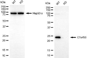 Western blotting analysis using C7orf50 antibody (ABIN7798084). (C7orf50 Antikörper)
