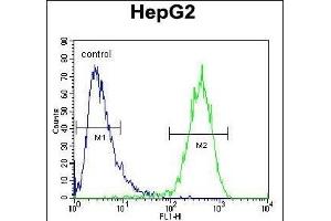 ABCC10 Antibody (Center) (ABIN654102 and ABIN2843986) flow cytometric analysis of HepG2 cells (right histogram) compared to a negative control cell (left histogram). (ABCC10 Antikörper  (AA 767-793))