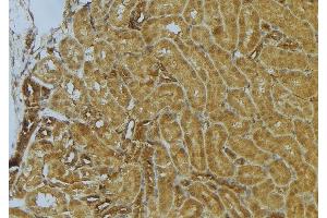 ABIN6273034 at 1/100 staining Mouse kidney tissue by IHC-P. (CKAP4 Antikörper  (C-Term))
