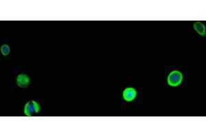 Immunofluorescent analysis of MCF-7 cells using ABIN7146571 at dilution of 1:100 and Alexa Fluor 488-congugated AffiniPure Goat Anti-Rabbit IgG(H+L) (Calreticulin Antikörper  (AA 18-417))