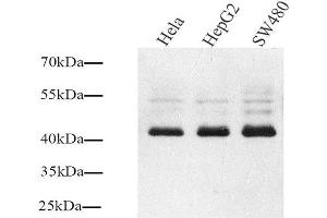 Western Blot analysis of various samples using Connexin 43 Polyclonal Antibody at dilution of 1:1000. (Connexin 43/GJA1 Antikörper)
