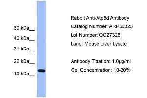 WB Suggested Anti-Atp5d  Antibody Titration: 0.