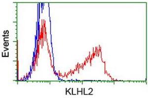 Flow Cytometry (FACS) image for anti-Kelch-Like 2, Mayven (KLHL2) (AA 1-100), (AA 494-593) antibody (ABIN1490549) (KLHL2 Antikörper  (AA 1-100, AA 494-593))