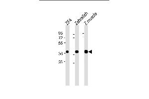 All lanes : Anti-(DANRE) mc4r Antibody (N-Term) at 1:2000 dilution Lane 1: ZF4 whole cell lysate Lane 2: Zebrafish whole cell lysate Lane 3: Z. (MC4R Antikörper  (AA 25-57))