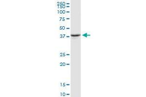 OXA1L MaxPab rabbit polyclonal antibody. (OXA1L Antikörper  (AA 1-435))