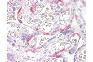 Anti-PHLDA2 antibody IHC of human placenta. (PHLDA2 Antikörper  (AA 139-152))