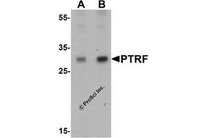 Western Blotting (WB) image for anti-Serum Deprivation Response (SDPR) (N-Term) antibody (ABIN1077452) (SDPR Antikörper  (N-Term))