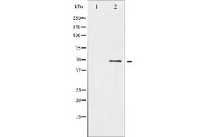 Western blot analysis of ATF2 expression in HeLa whole cell lysates,The lane on the left is treated with the antigen-specific peptide. (ATF2 Antikörper  (N-Term))