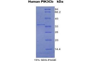 SDS-PAGE (SDS) image for Phosphoinositide-3-Kinase, Catalytic, beta Polypeptide (PIK3CB) (AA 807-1070) protein (His tag) (ABIN1981217) (PIK3CB Protein (AA 807-1070) (His tag))