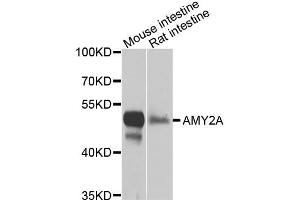 Western blot analysis of extracts of various cell lines, using AMY2A antibody (ABIN5975245) at 1/1000 dilution. (AMY2A Antikörper)