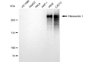 Western blotting analysis using Fibronectin 1 antibody (ABIN7798614). (Rekombinanter Fibronectin 1 Antikörper)