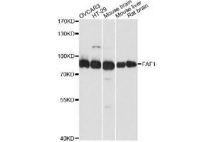 Western blot analysis of extracts of various cell lines, using FAF1 antibody. (FAF1 Antikörper  (AA 1-280))