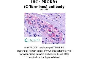 Image no. 1 for anti-Prokineticin Receptor 1 (PROKR1) (C-Term) antibody (ABIN1738397)