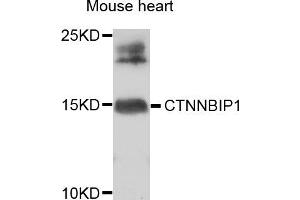 Western blot analysis of extracts of mouse heart, using CTNNBIP1 antibody. (CTNNBIP1 Antikörper)