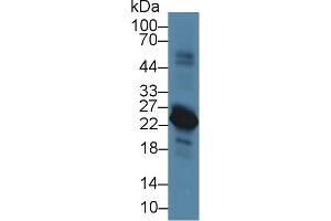 Western Blot; Sample: Rat Spleen lysate; Primary Ab: 5µg/ml Rabbit Anti-Rat VPREB1 Antibody Second Ab: 0. (VPREB1 Antikörper  (AA 43-128))
