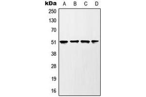 Western blot analysis of GSK3 alpha (pS21) expression in HEK293T UV-treated (A), mouse liver (B), rat liver (C), PC12 H2O2-treated (D) whole cell lysates.