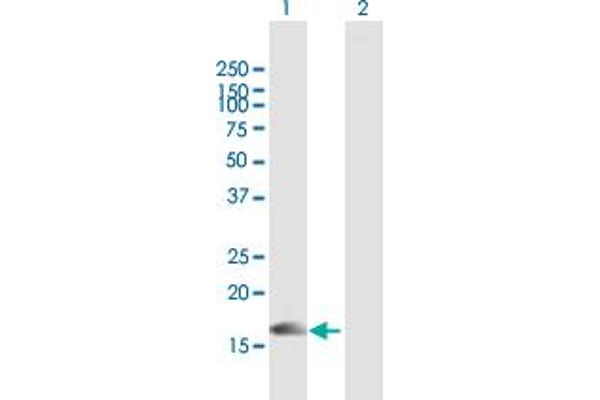PLA2G10 antibody  (AA 1-165)
