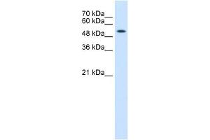 Cytokeratin 8 antibody used at 0. (KRT8 Antikörper  (N-Term))