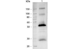 Western Blot of Alkaline Phosphatase conjugated Goat anti-Human IgG antibody.