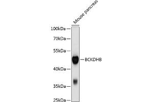 Western blot analysis of extracts of mouse pancreas, using BCKDHB antibody (ABIN6129212, ABIN6137489, ABIN6137490 and ABIN6214814) at 1:1000 dilution. (BCKDHB Antikörper  (AA 183-392))