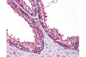 Anti-PTER antibody IHC of human prostate. (PTER Antikörper  (C-Term))