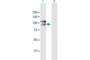 Western Blot analysis of CDH12 expression in transfected 293T cell line by CDH12 MaxPab polyclonal antibody. (Cadherin 12 Antikörper  (AA 1-794))