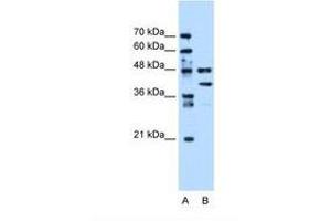Image no. 1 for anti-Eukaryotic Translation Elongation Factor 1 gamma (EEF1G) (AA 201-250) antibody (ABIN6738424)